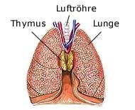 Thymus (anatomische Illustration)