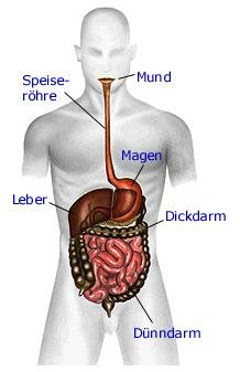 Verdauungstrakt (anatomische Illustration)