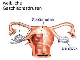 weibliche Geschlechtsdrüsen (anatomische Illustration)
