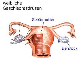 weibliche Geschlechtsdrüsen (anatomische Illustration)