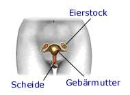 weibliche Geschlechtsorgane (anatomische Illustration)