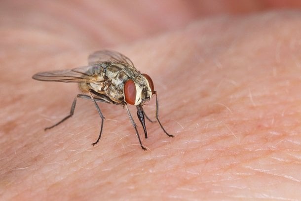 Stechfliege – Stiche in der Wade Stechfliege – Stiche in der Wade