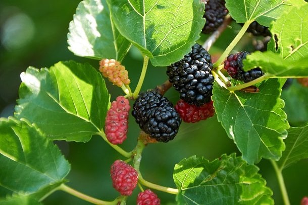 Maulbeeren – weitgehend unbekanntes Obst im Sommer Maulbeeren – weitgehend unbekanntes Obst im Sommer
