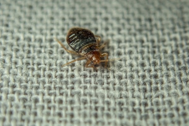 Bettwanzen: stechende Schädlinge im Haus Bettwanzen: stechende Schädlinge im Haus