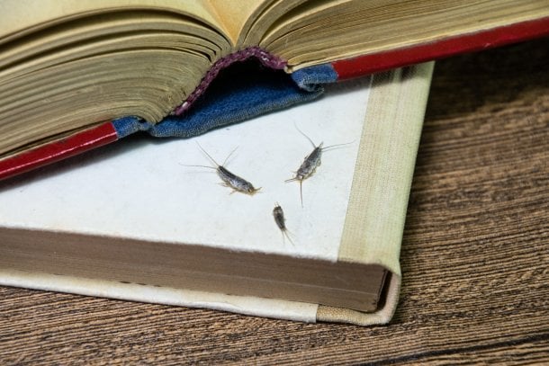 Häufiges Ungeziefer: Silberfischchen und Papierfischchen Häufiges Ungeziefer: Silberfischchen und Papierfischchen