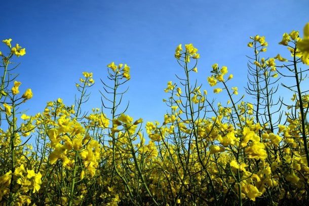 Rapsöl als Vitamin-E-Lieferant Rapsöl als Vitamin-E-Lieferant